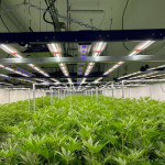 lumières LED de serre