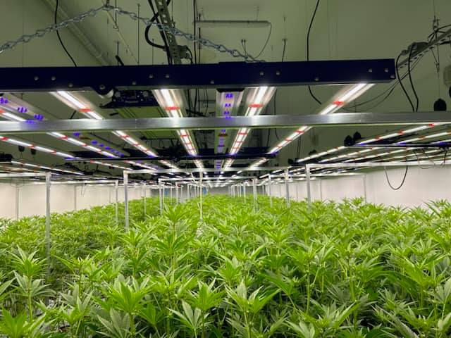 lumières LED de serre