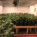 lumières LED de serre