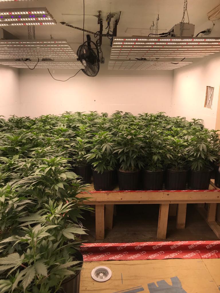 lumières LED de serre