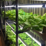 lumières LED de serre