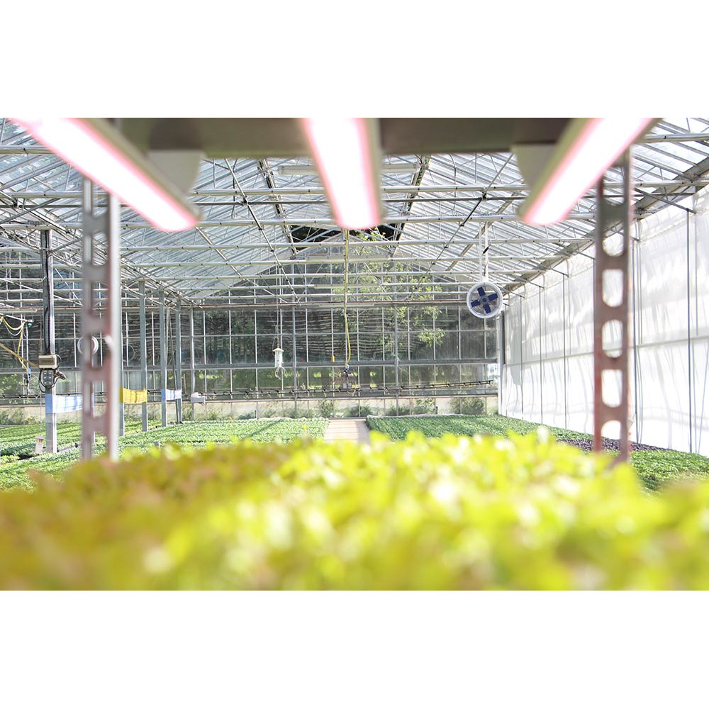 lumières LED de serre